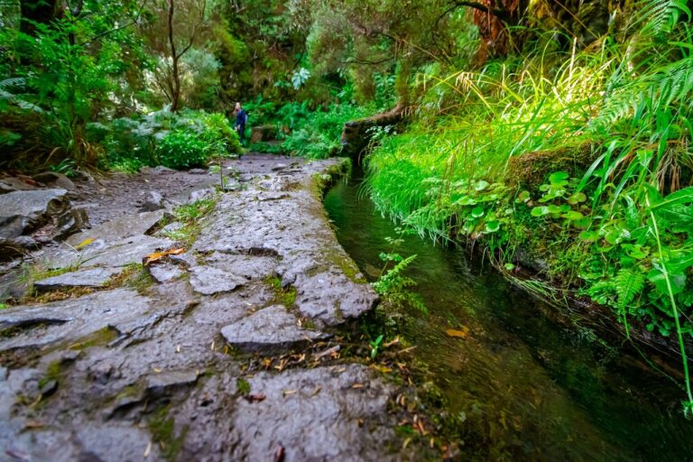 green grass, trees, and Levada trail during daytime in Madeira, Portugal