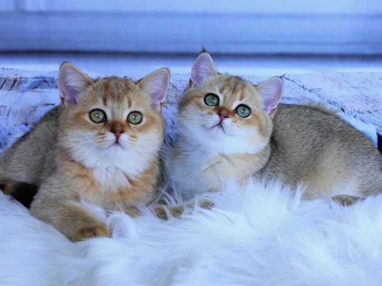 british shorthair kittens and siberian kittens