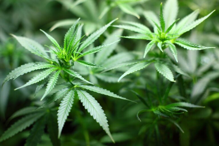 How Tourists Can Safely Enjoy Cannabis: Tips and Legal Advice
