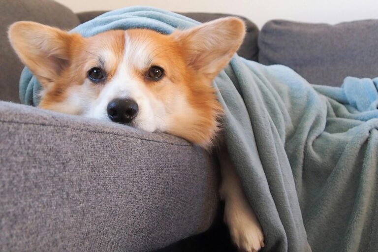 How GPS Trackers Saved My Dog: Real Story and Lessons from Pet Parents