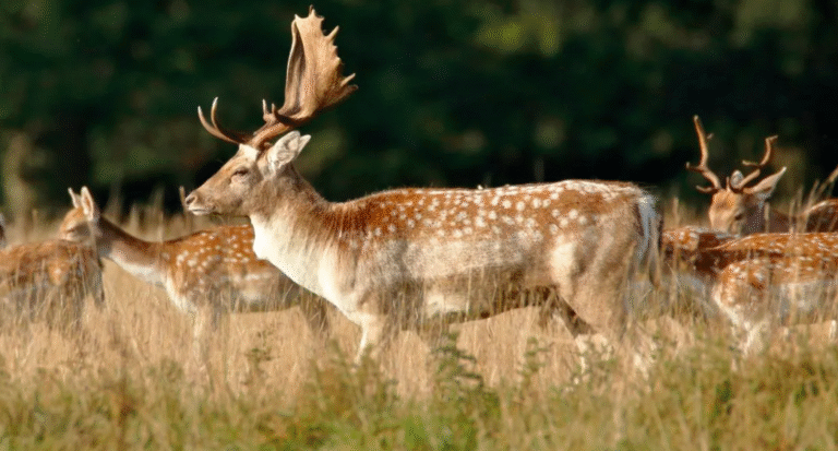 DeerFencing’s Guide to American Deer